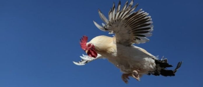 Are chickens Flightless